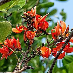 Forest Seeds