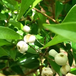 Forest Seeds
